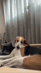 a brown and white dog is laying on a bed with its eyes closed