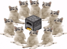 furnace cats campfire meme cats in circle minecraft cats cats meme