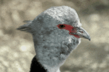 Southern Screamer Screamer Bird GIF - Southern Screamer Screamer Bird Chauna Torquata GIFs