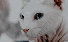 Naked Hairless Cat GIF - Naked Cat Sphynx Cat Sphynx GIFs