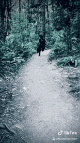 a person is walking down a path with a tiktok watermark