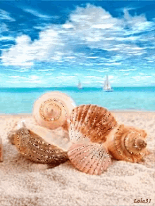daytime shells sailboat beach