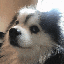 a close up of a black and white dog looking at something