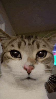 a close up of a cat looking at the camera