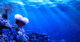 a coral reef in the ocean with a jellyfish in the background