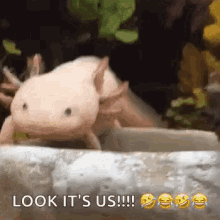 Axolotl Sliding GIF - Axolotl Sliding Dm GIFs