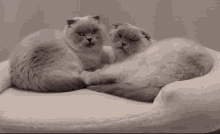 Loeya Cat Bath GIF - Loeya Cat Bath Kitty Bath GIFs