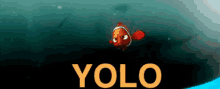 Yolo GIF - Finding Nemo Nemo Yolo GIFs