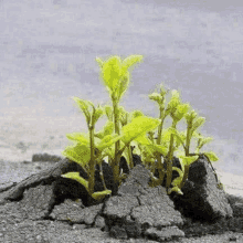 Benyettou Plant GIF - Benyettou Plant GIFs