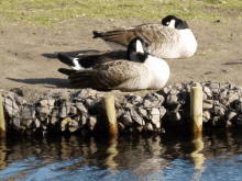 Enten GIF - Enten GIFs