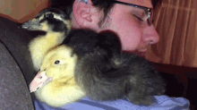 Hey, So Like, Can You Not? GIF - Ducks Ducklings Stop GIFs