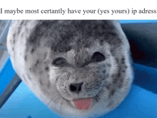 I Have Your Ip Adress Cute Seal Meme GIF - I Have Your Ip Adress Cute Seal Meme GIFs