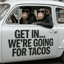 two chimpanzees are sitting in a car that says " get in we 're going for tacos "