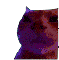 a close up of a cat 's face with a sad look on its face on a white background .