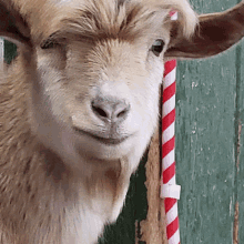 Goat Animal GIF - Goat Animal Stare GIFs