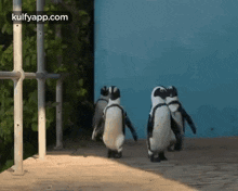 Penguin Walking.Gif GIF