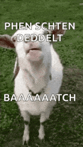 a white goat is standing in a grassy field with its mouth open and a caption .