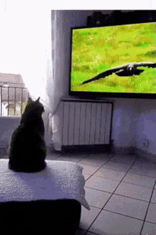 Cat Scared GIF - Cat Scared Tv GIFs