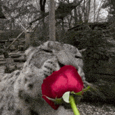 a close up of a snow leopard holding a red rose in its mouth