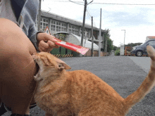 a cat is licking a person 's leg while holding a pink item