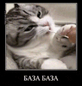 a cat is licking a cotton swab on a person 's finger .