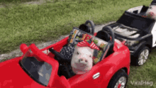 Funny Pig Pulled Over GIF - Funny Pig Pulled Over Pulled Over Too Busted GIFs