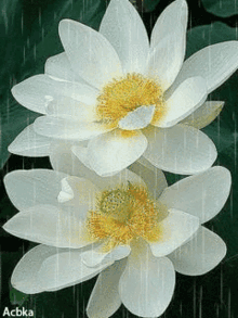 Flower5 Lotus5 GIF - Flower5 Lotus5 GIFs