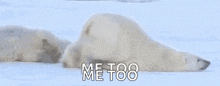 two polar bears laying in the snow with the words `` me too '' written on the bottom .
