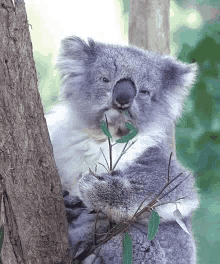Koala Chewing GIF - Koala Chewing Animals GIFs