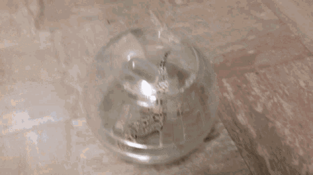 Can You Put A Bearded Dragon In A Hamster Ball GIF - Can You Put A Bearded Dragon In A Hamster Ball GIFs