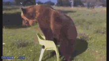Bear Sits In Chair, And Is Very Proud Of Himself For Doing So GIF - Bear Chair Animals GIFs