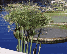 Water Plant Tall Grass GIF - Water Plant Tall Grass Paper Reed GIFs