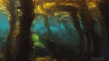 Kelp Calm GIF - Kelp Calm Underwater GIFs