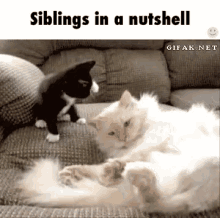 Siblings Cat GIF