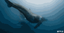 Whale Big GIF - Whale Big Large GIFs