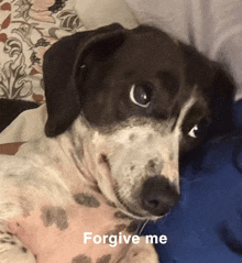 a brown and white dog laying on a bed with the words forgive me above it