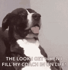 Say What Dog GIF - Say What Dog The Look I Get GIFs