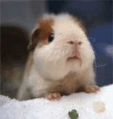 Hamster Chew GIF - Hamster Chew Warp GIFs