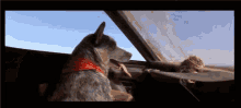 Pasalo A Nafta Drive GIF - Pasalo A Nafta Drive Dog GIFs