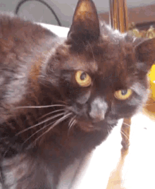 a close up of a cat with yellow eyes looking at the camera