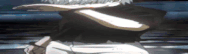 a close up of a person 's head in a cartoon with a white stripe on it .