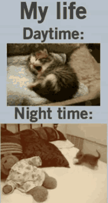 Cant Sleep Cat GIF - Cant Sleep Cat Cute GIFs