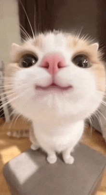 a close up of a cat 's face looking up at the camera .