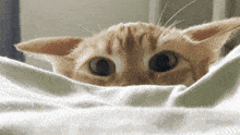 a close up of a cat 's face looking over a white blanket