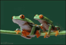 frogs mating
