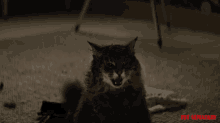 Angry Cat Hiss GIF - Angry Cat Hiss Pissed Off GIFs