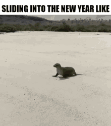 New Year Seal GIF - New Year Seal Flop GIFs