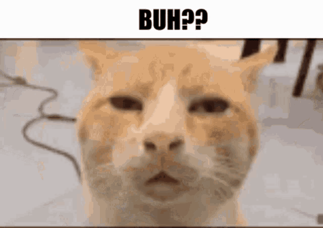 Buh Cat GIF - Buh Cat Confused - Discover & Share GIFs