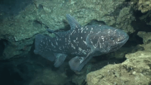 coelacanth-living-fossil.gif
