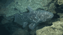 Coelacanth Living Fossil GIF